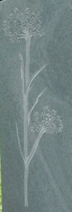 cow parsley